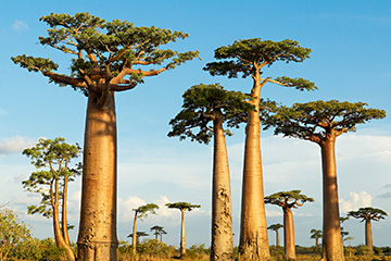 馬達(dá)加斯加貝魯魯哈機(jī)場(chǎng)三字代碼(WBO),貝魯魯哈機(jī)場(chǎng)(Antsoa Airport)四字碼,馬達(dá)加斯加機(jī)場(chǎng)三字碼查詢